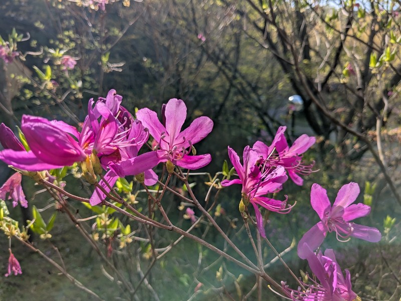 Rhododendron kiyosumense photo 5