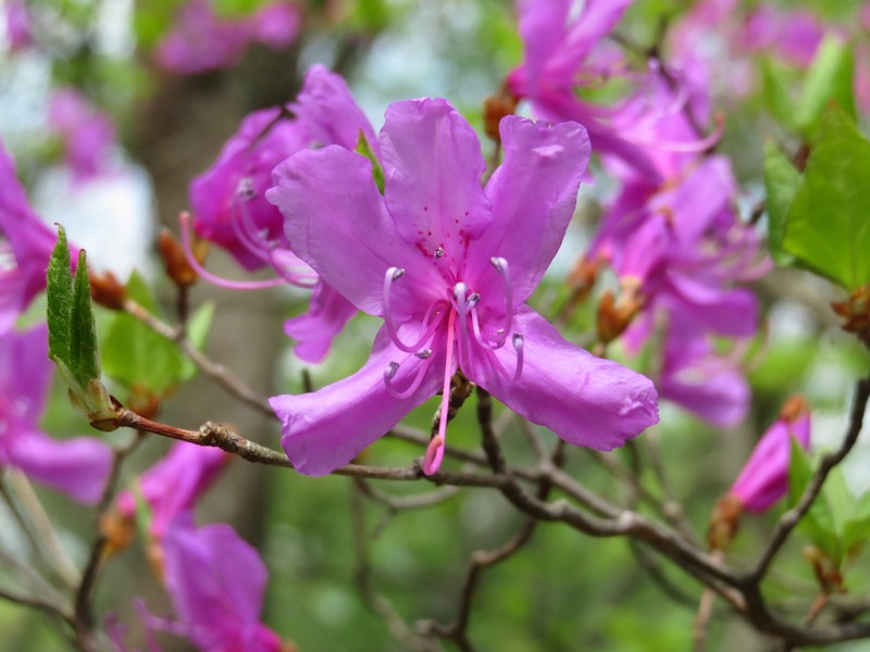 Rhododendron kiyosumense photo 7