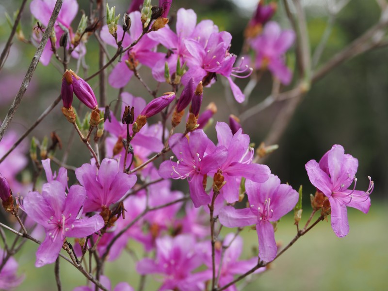 Rhododendron kiyosumense