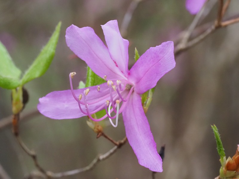 Rhododendron kiyosumense photo 8
