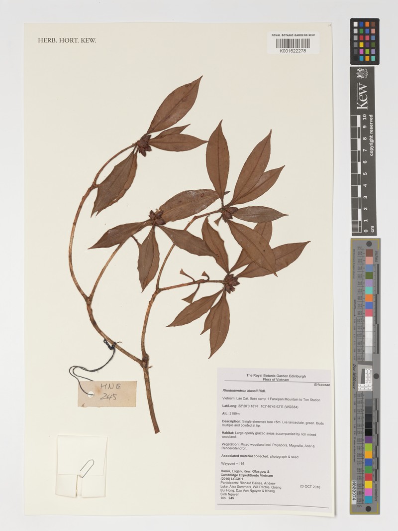 Rhododendron klossii