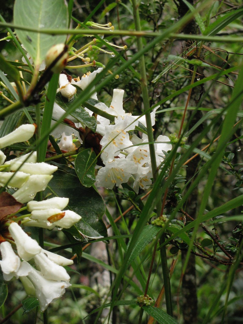Rhododendron kochii
