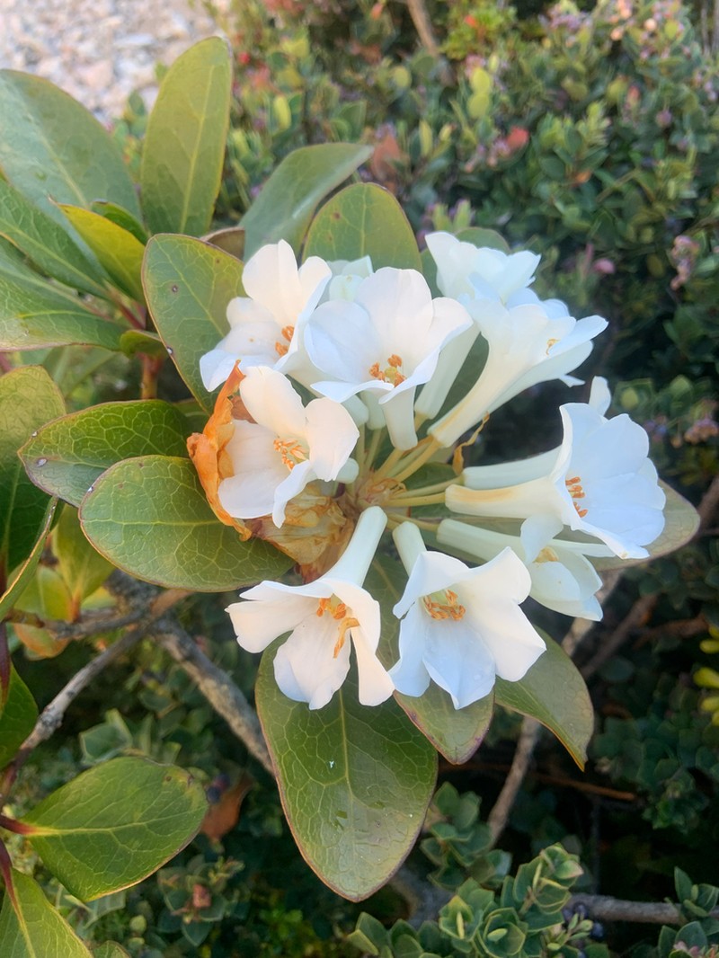 Rhododendron kochii photo 4