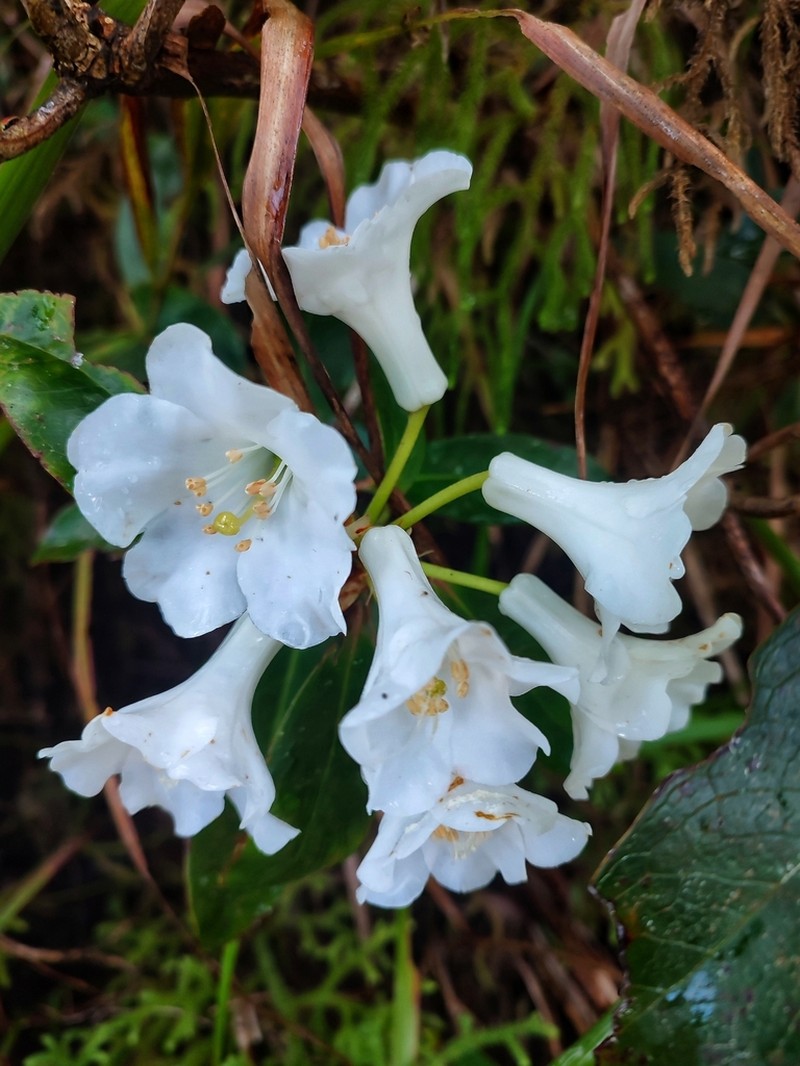 Rhododendron kochii photo 5