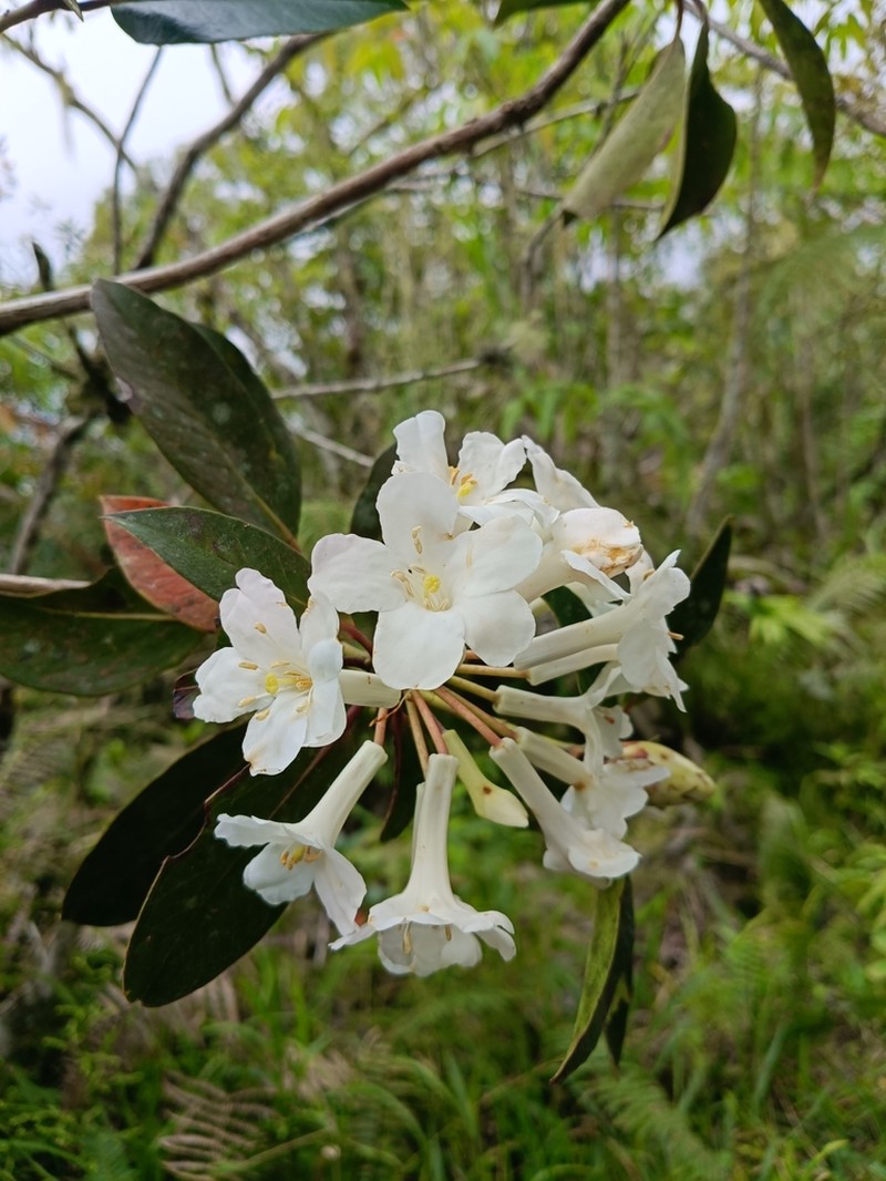 Rhododendron kochii photo 6