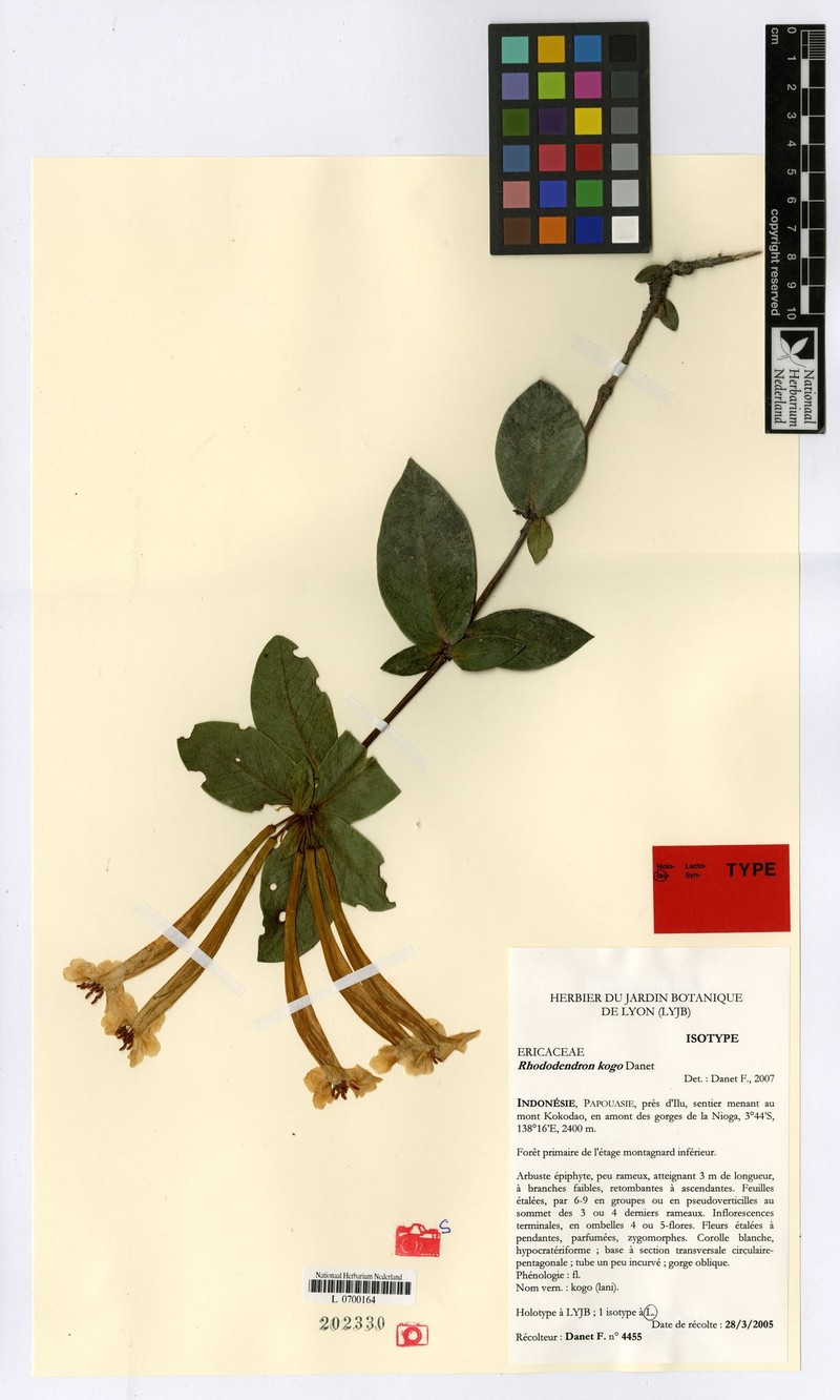 Rhododendron kogo