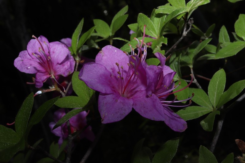 Rhododendron komiyamae