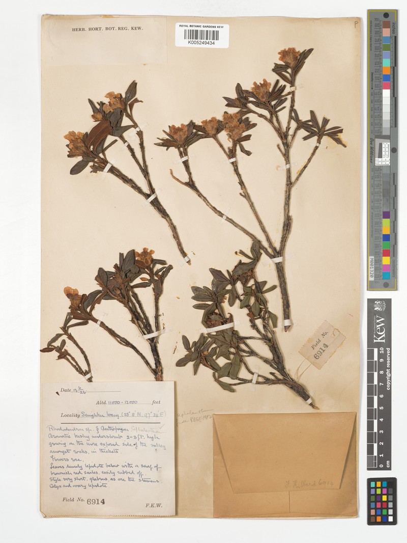 Rhododendron kongboense