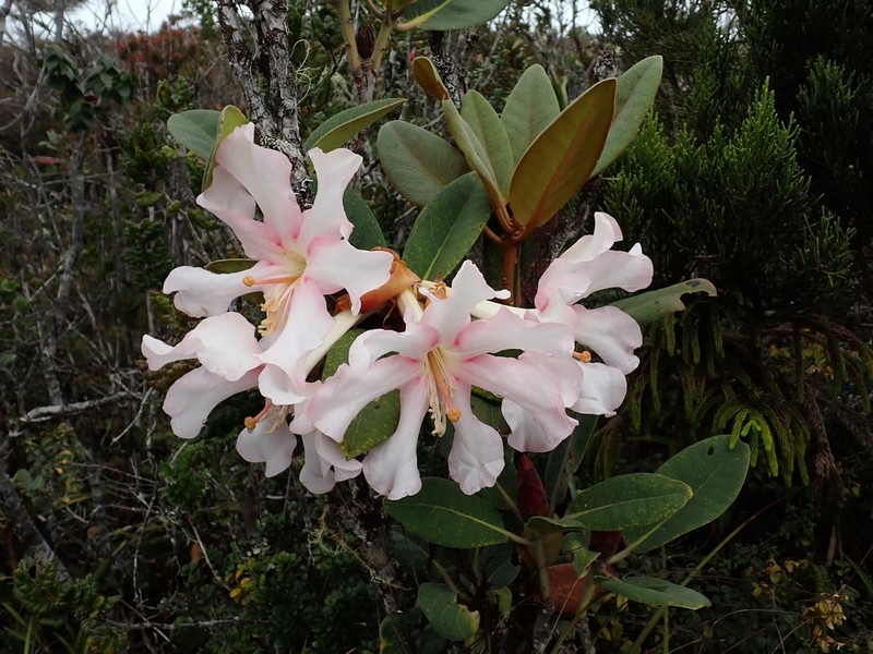 Konor Rhododendron photo 2