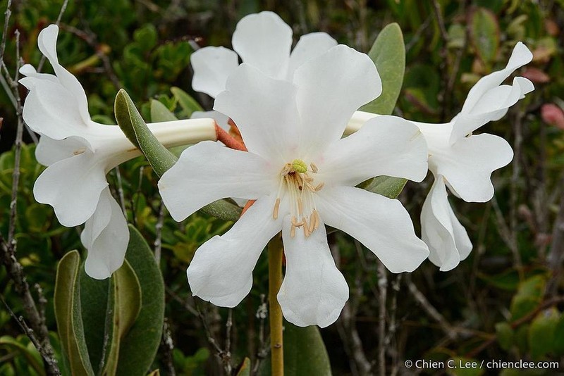 Konor Rhododendron photo 3