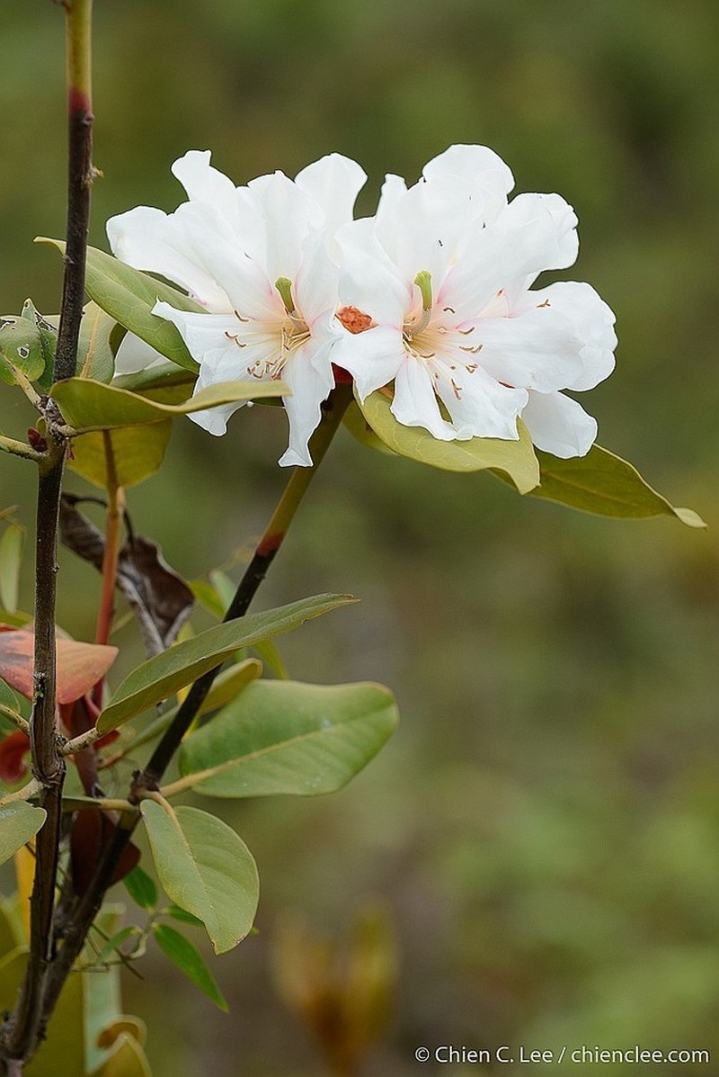 Konor Rhododendron photo 4