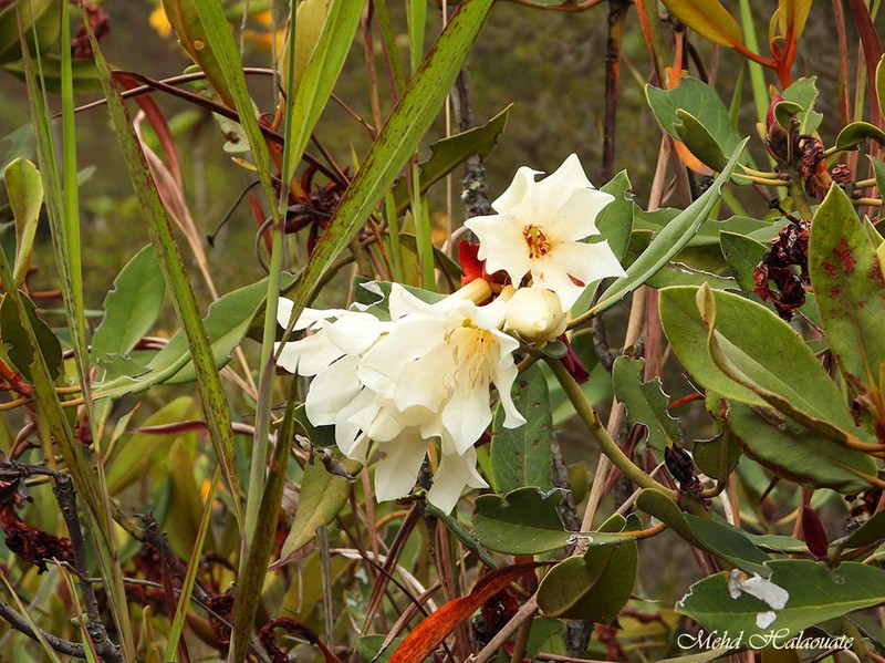 Konor Rhododendron photo 5