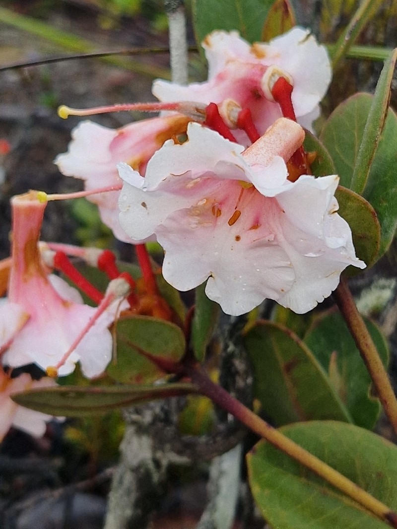 Konor Rhododendron photo 6
