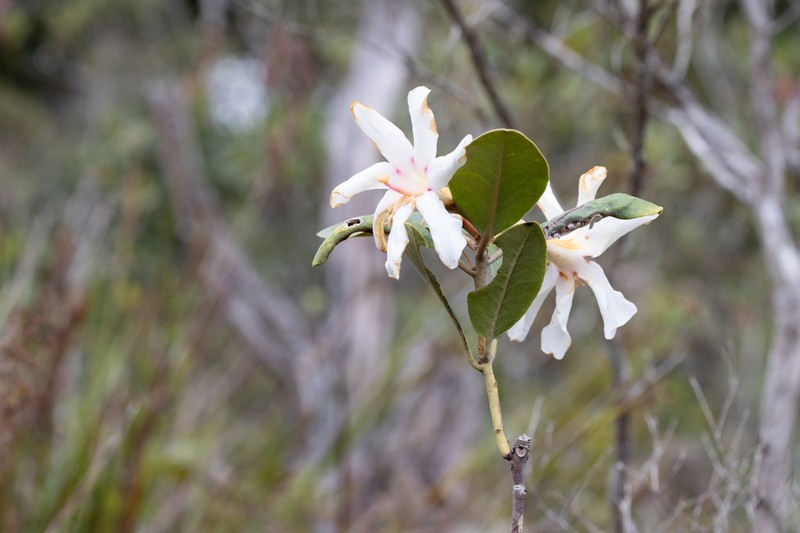 Konor Rhododendron photo 7