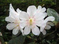 Konor Rhododendron