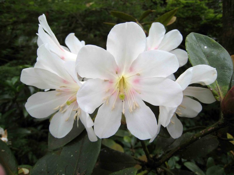 Konor Rhododendron