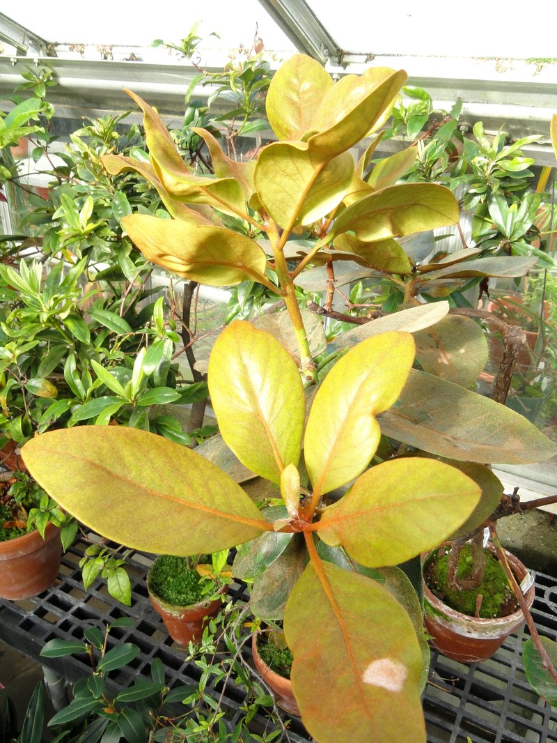 Konor Rhododendron