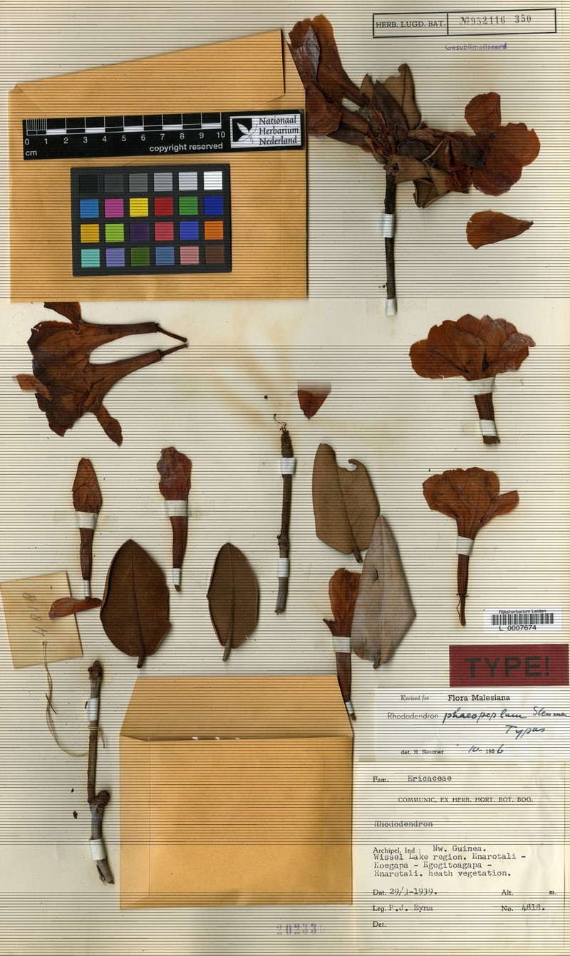 Rhododendron konori var. phaeopeplum
