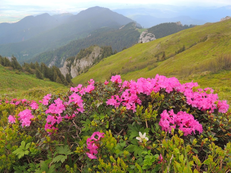 Rhododendron kotschyi