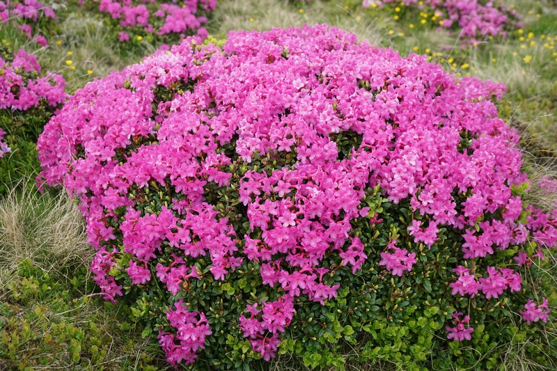 Rhododendron kotschyi photo 2