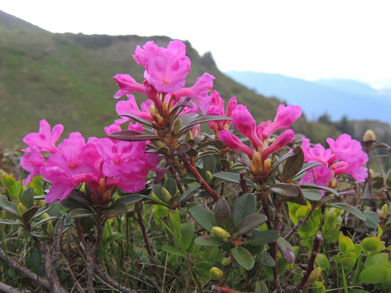 Rhododendron kotschyi photo 3