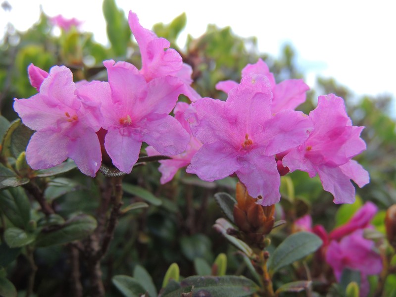 Rhododendron kotschyi photo 4