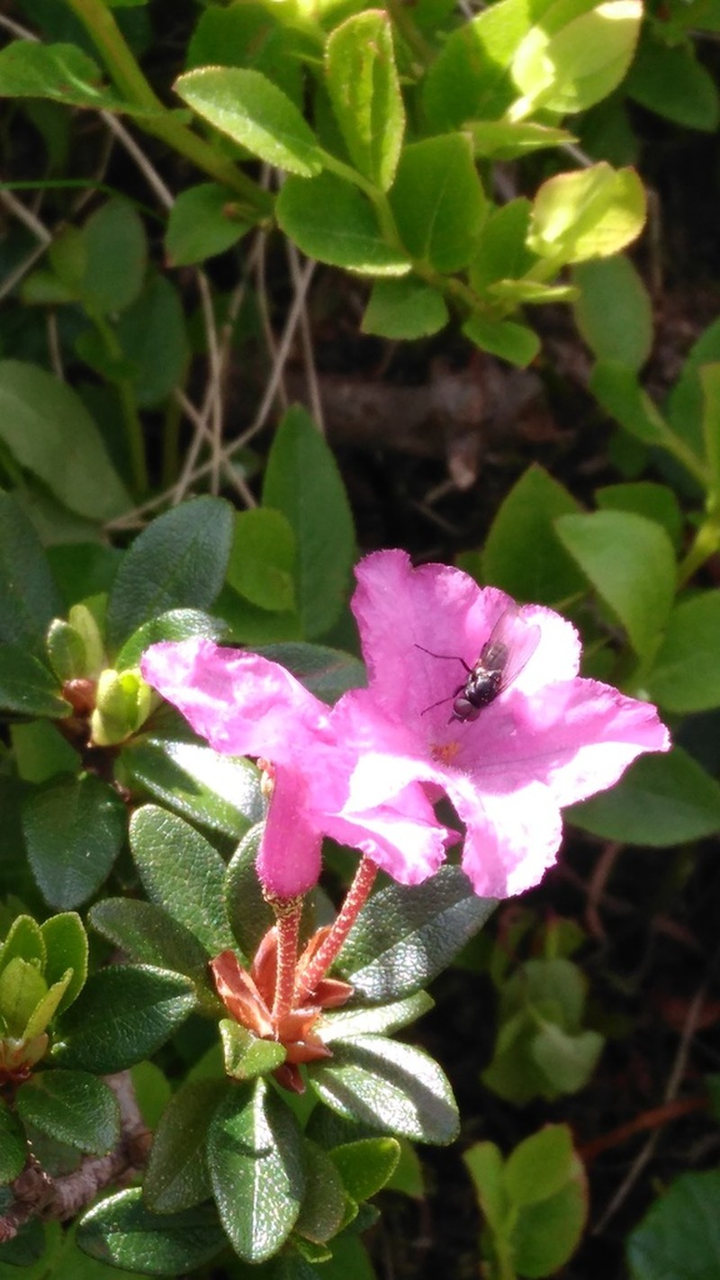 Rhododendron kotschyi photo 5
