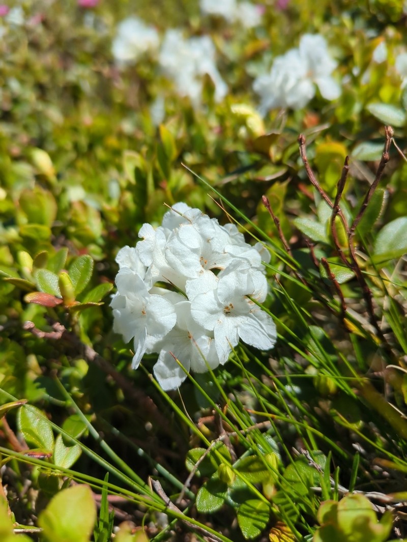 Rhododendron kotschyi photo 6