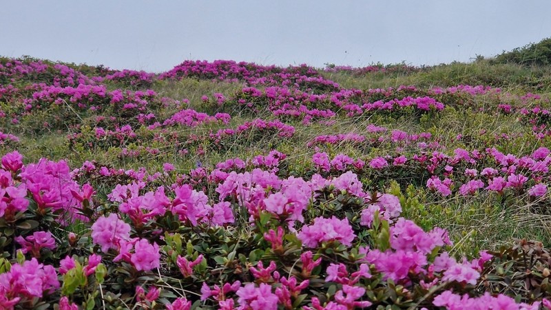 Rhododendron kotschyi photo 7