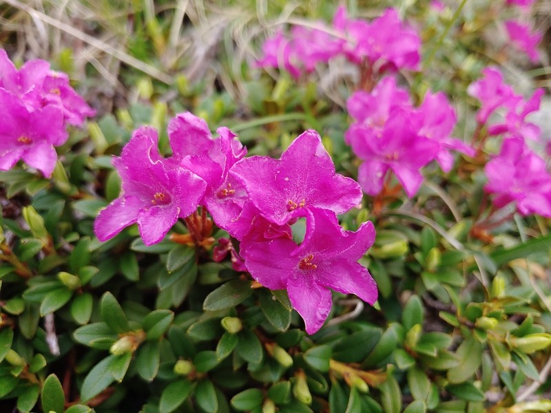 Rhododendron kotschyi photo 8