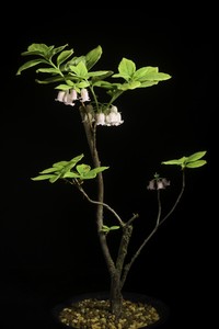 Rhododendron kroniae
