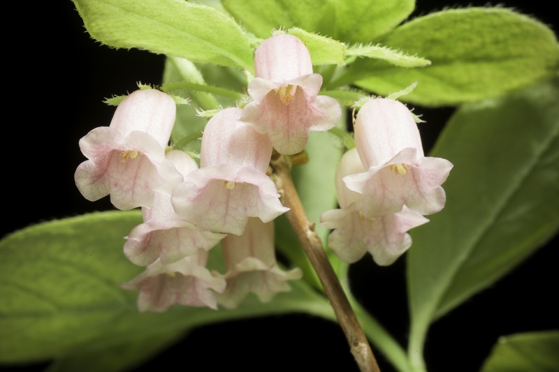 Rhododendron kroniae photo 8