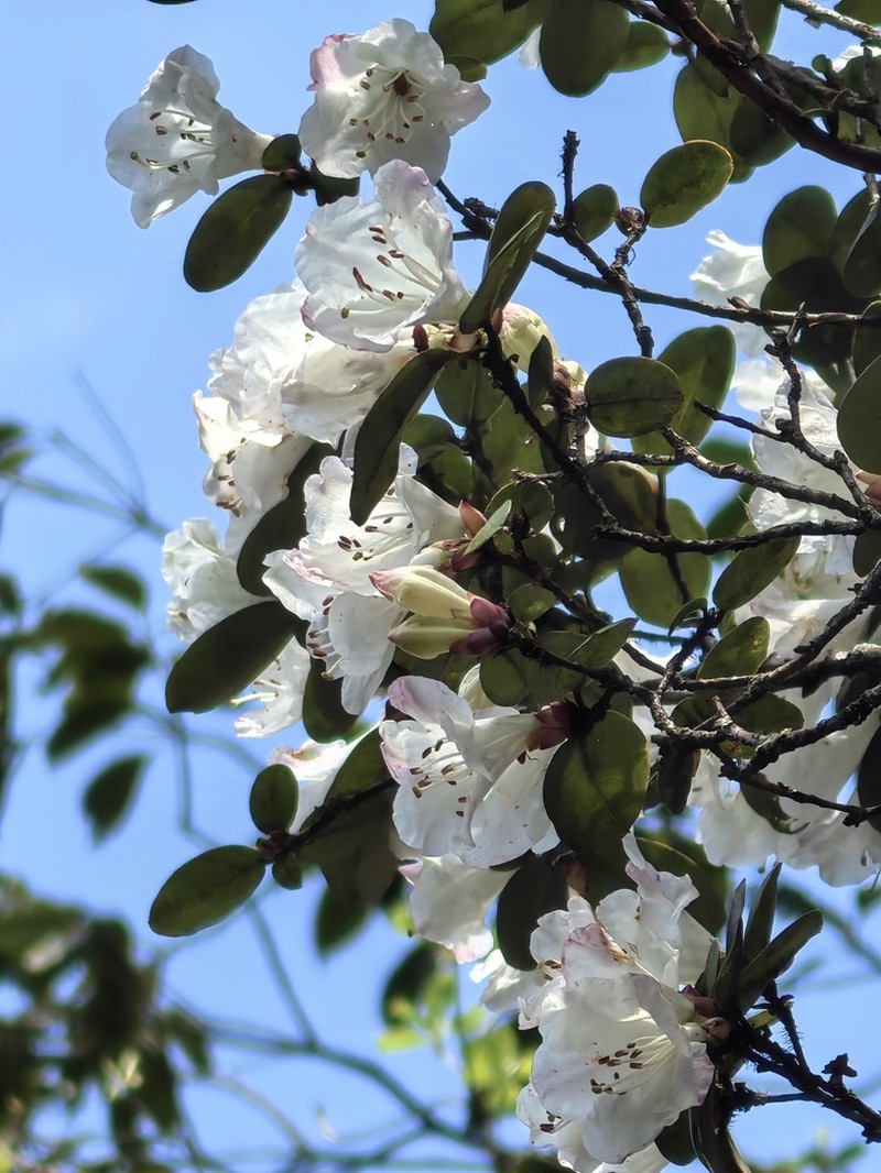 Rhododendron kuomeianum
