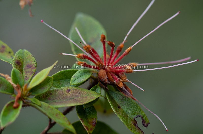 Rhododendron kwangtungense