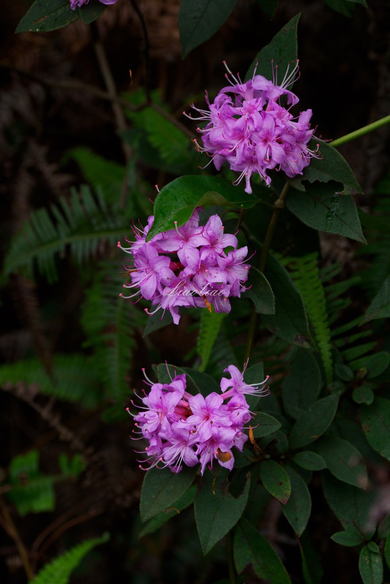 Rhododendron kwangtungense photo 2