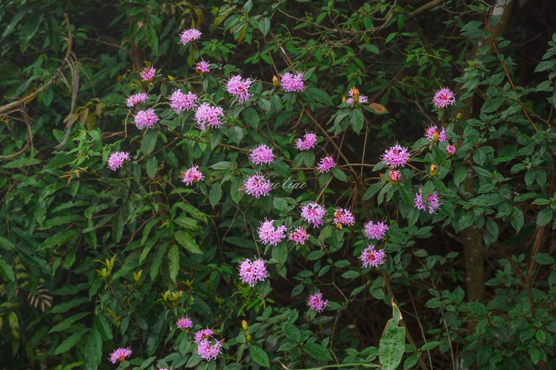 Rhododendron kwangtungense photo 3