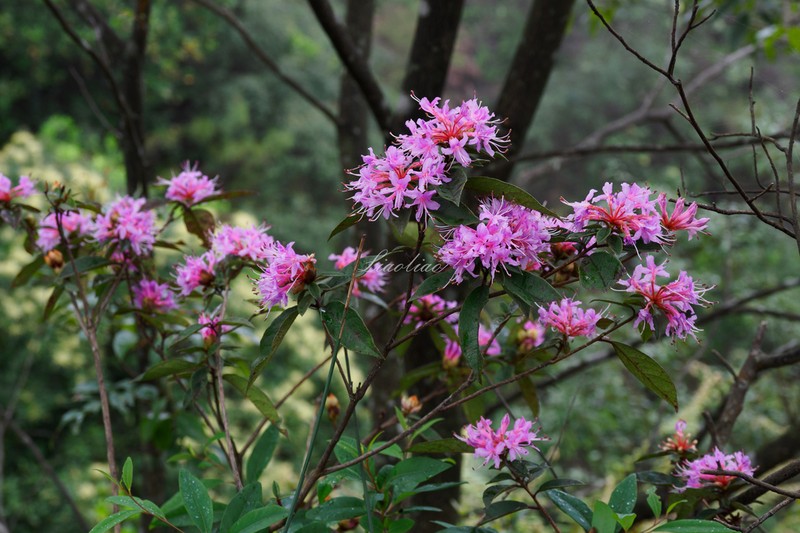 Rhododendron kwangtungense photo 4