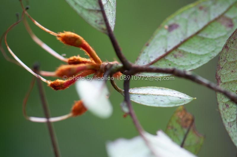Rhododendron kwangtungense photo 5