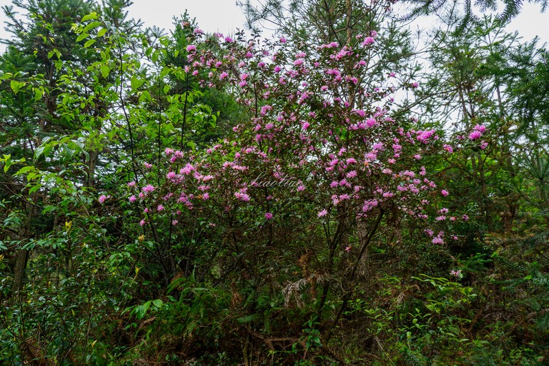 Rhododendron kwangtungense photo 6