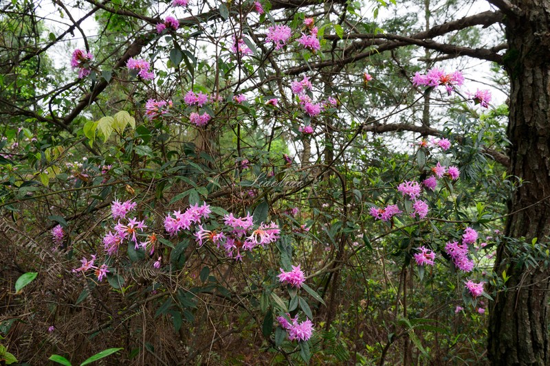Rhododendron kwangtungense photo 8