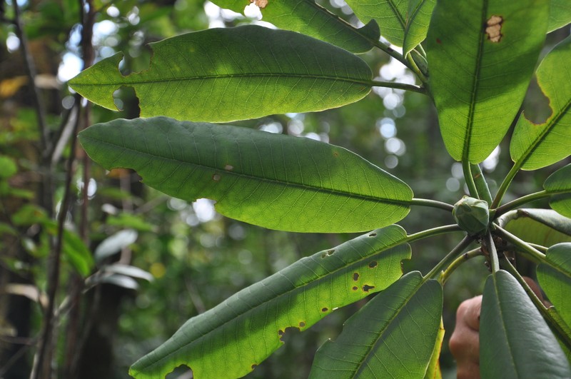 Rhododendron kyawii