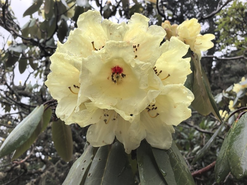Rhododendron lacteum