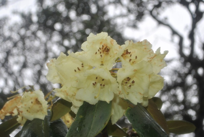 Rhododendron lacteum photo 2