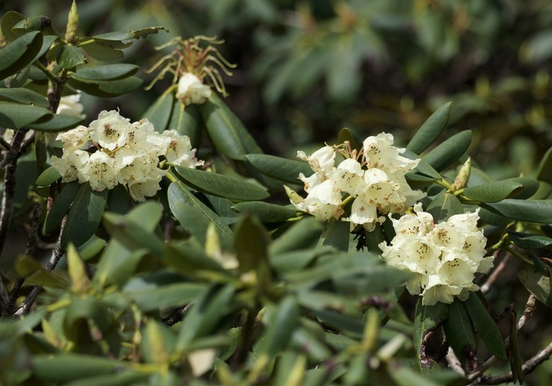 Rhododendron lacteum photo 3