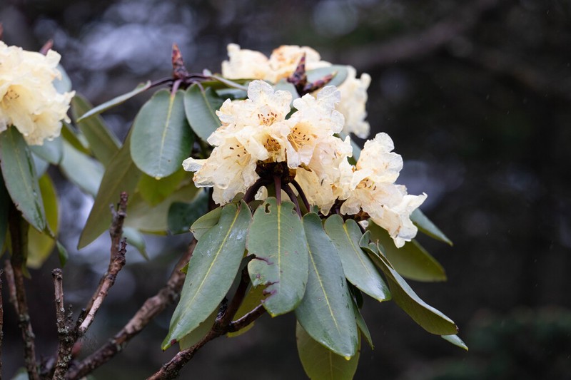 Rhododendron lacteum photo 4