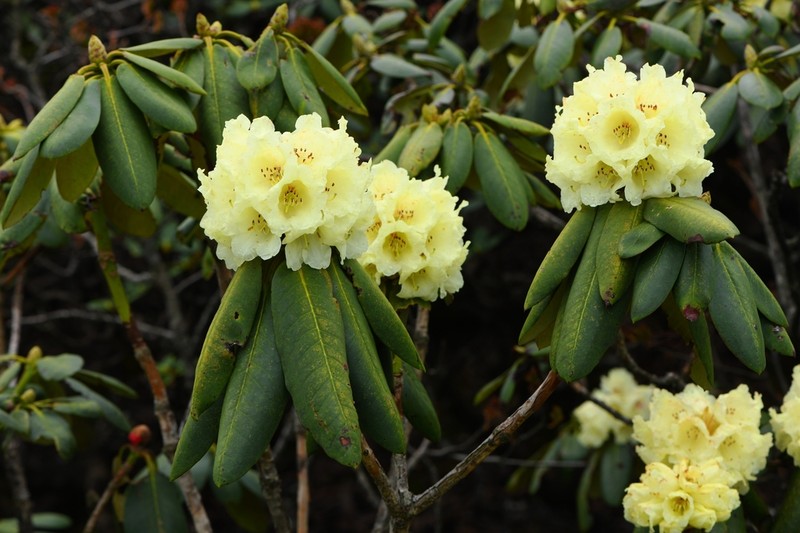 Rhododendron lacteum photo 5