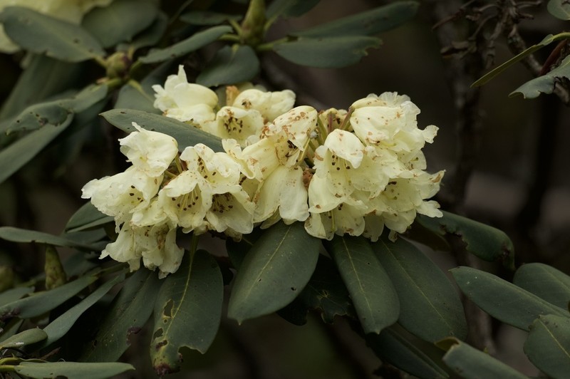 Rhododendron lacteum photo 6