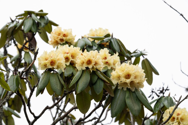 Rhododendron lacteum photo 7