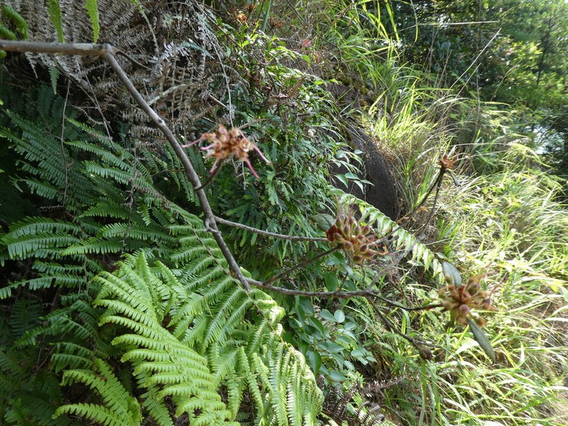 Rhododendron lacteum photo 8