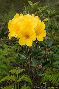 Rhododendron laetum
